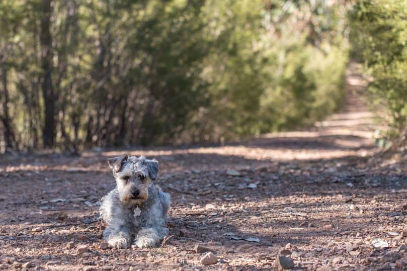 Schnoodle laying down outside