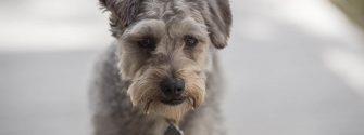 Close up of a Schnoodle