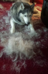 Shedding Husky