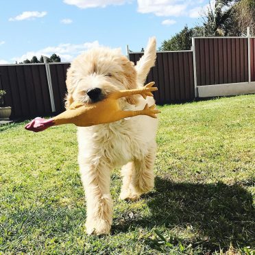 sheepadoodle training on the backyard