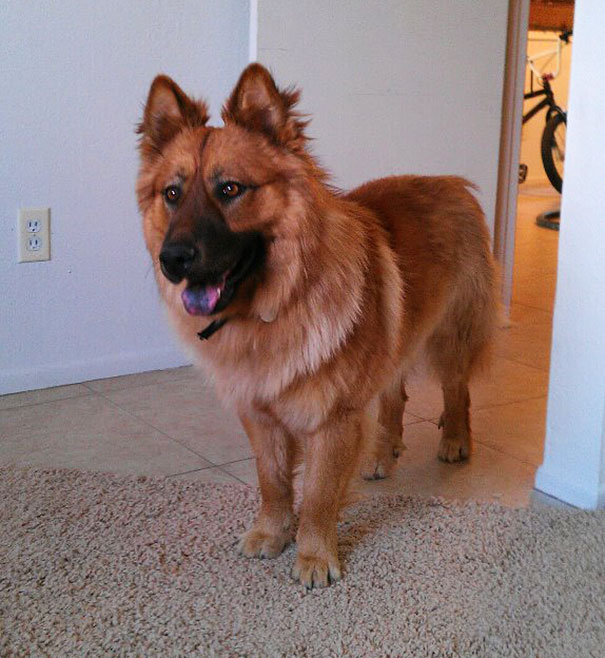 Shepherd-Chow