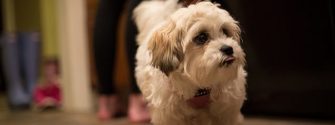 White fluffy shichon walking