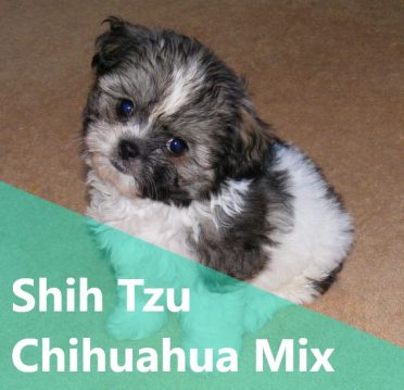 Shih Tzu Chihuahua Mix ,also known as Shi-chi