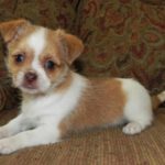 Shih Tzu Chihuahua Mix