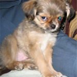 Shih Tzu Chihuahua Mix