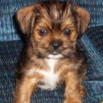 Shih Tzu Chihuahua Mix