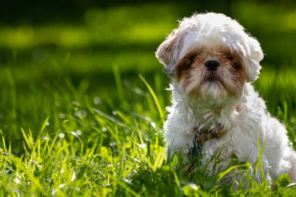 Shih Tzu sitting in grass