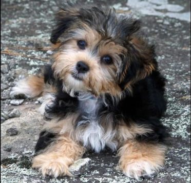 Shih Tzu Yorkie Mix