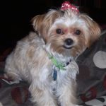 Shih Tzu Yorkie Mix