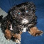 Shih Tzu Yorkie Mix