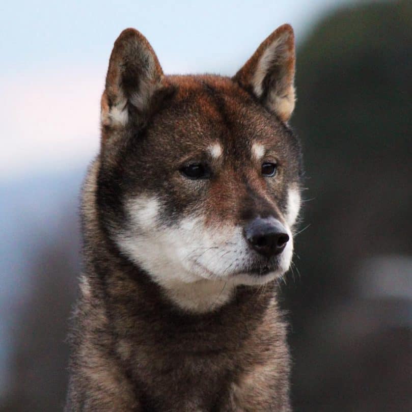 Close up of a Shikoku dog