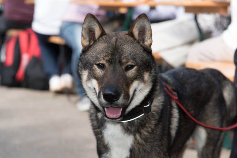 Shikoku Dog going for a walk outside on a leash