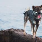 Shikoku Dog standing near the water on a rock