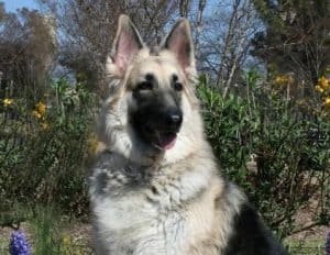 Shiloh Shepherd Dog