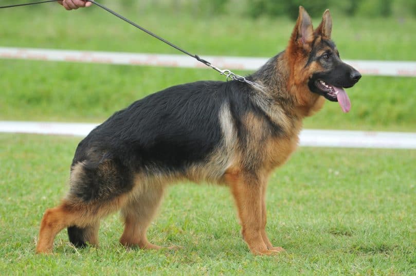 Show German Shepherd Weight