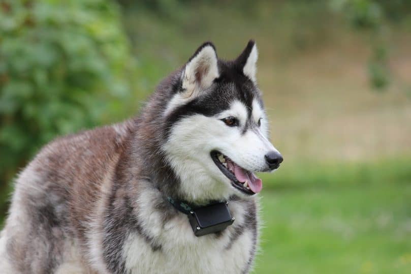 Siberian Husky portrait