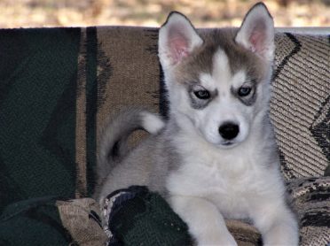 Siberian Husky