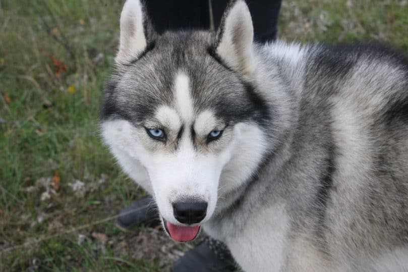 Close up of a Siberian Husky