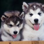 siberian-husky-puppies_2