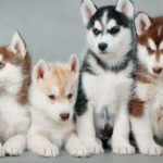 siberian-husky-puppies_3