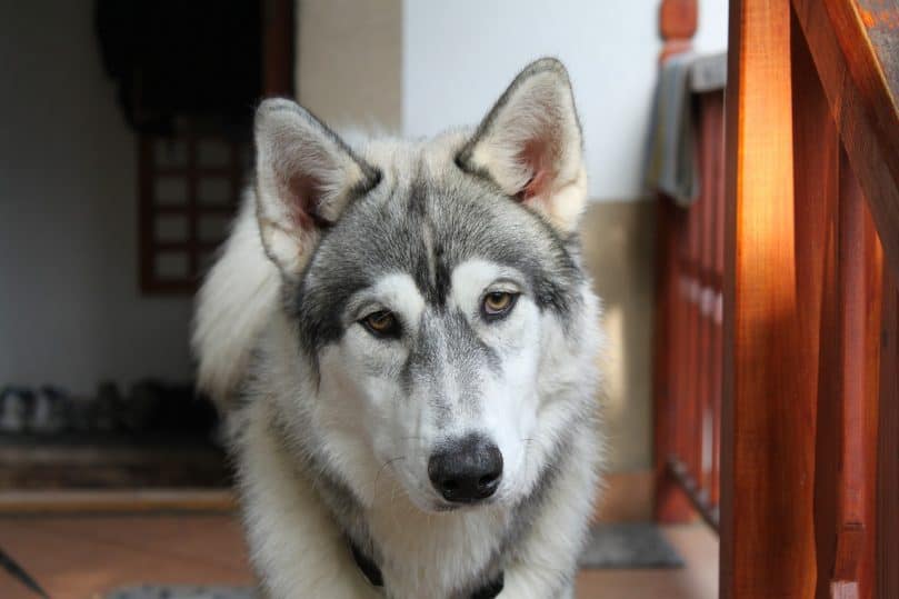 Husky Wolf close up