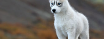 7 Things You Need To Know About The Siberian Husky