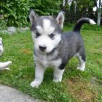 siberian-husky_10