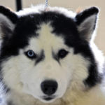 siberian-husky_4