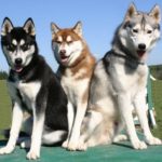 siberian-husky_5