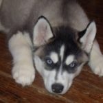 siberian-husky_9