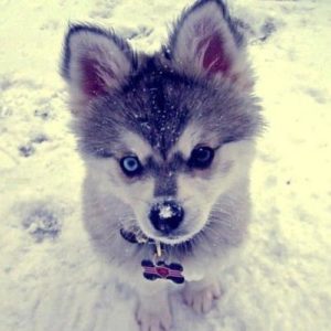 Corgi Husky Mix puppy in snow