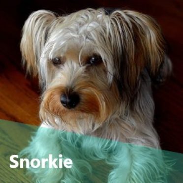 Snorkie also known as Schnauzer Yorkie Mix or Schnerrier