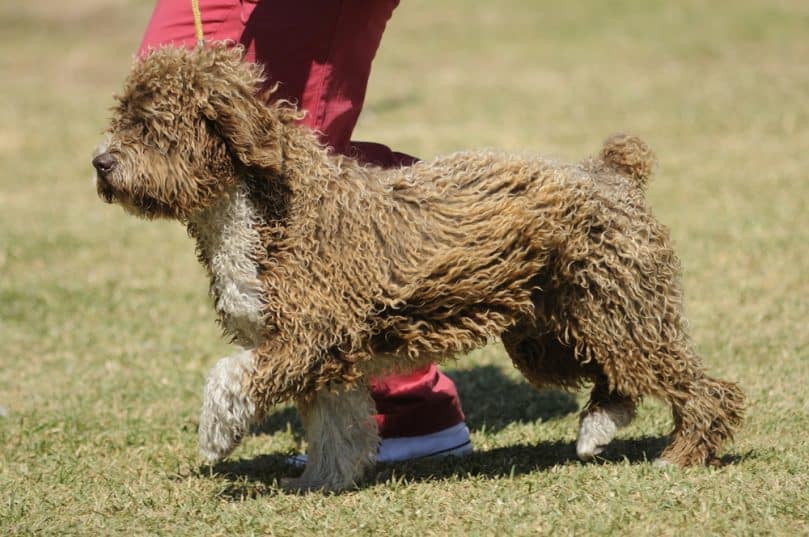 Spanish Water Dog running