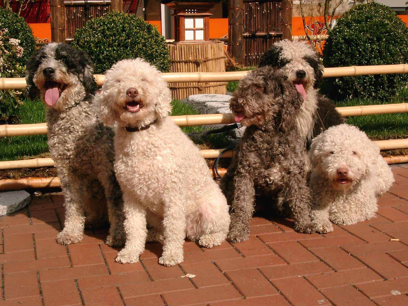 A group of Spanish Water Dogs sitting on the floor