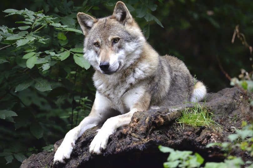 Tamaskan dog laying on the earth