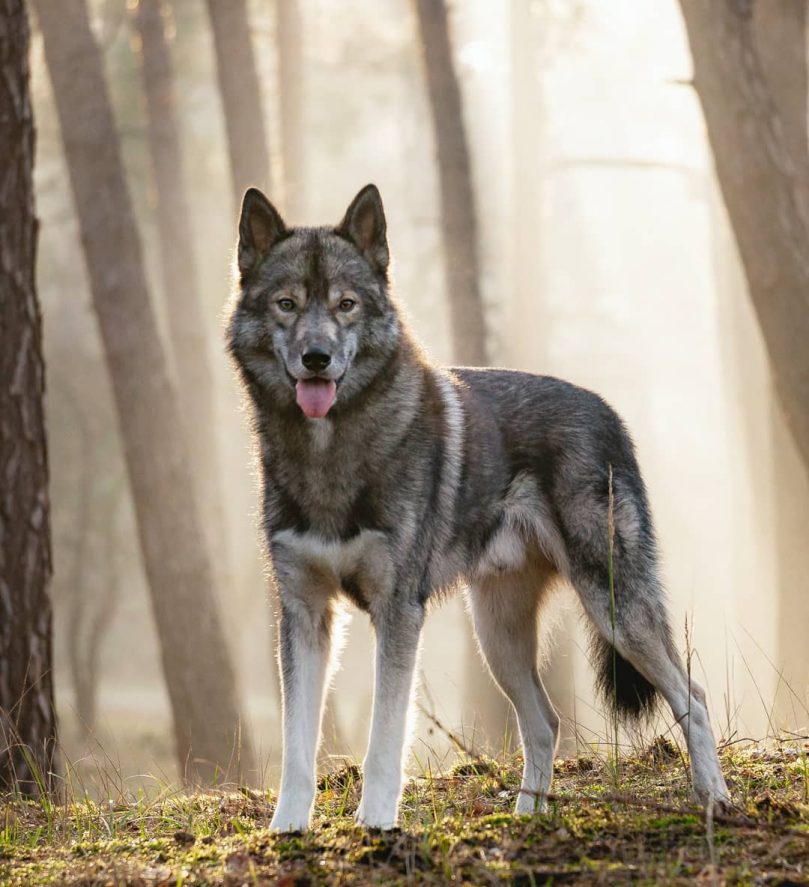 Tamaskan standing in the woods