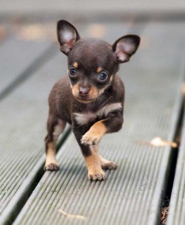 Teacup Chihuahua also known as Teacups or micro Chihuahua