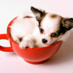 teacup chihuahua