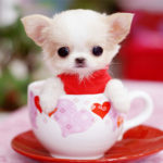 teacup chihuahua