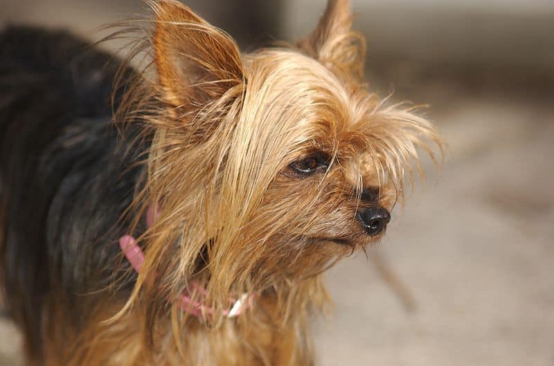 Black and brown Teacup Yorkie face close up