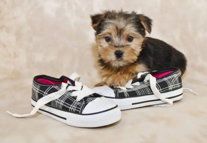 morkie teddy bear dog breed