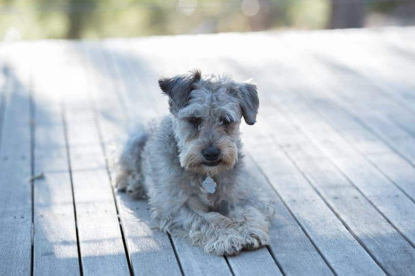 Schnoodle teddy bear dog breed