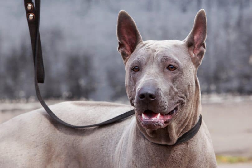 the head of dog breed Thai Ridgeback