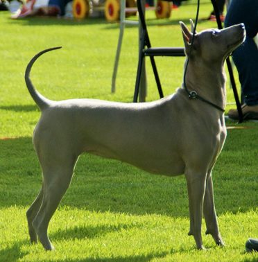 Thai Ridgeback