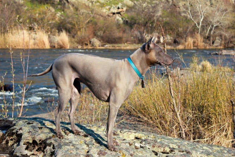 Thai Ridgeback dog on nature background