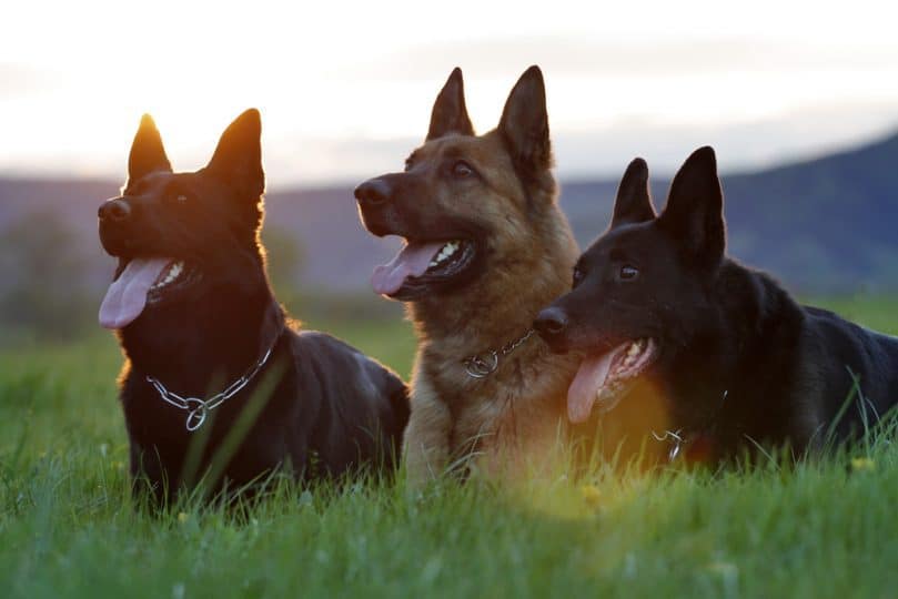 Three German Shepherds relaxing together