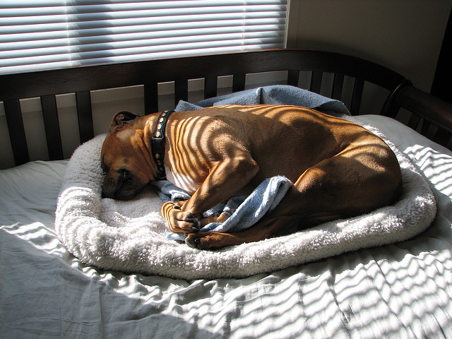 Tired Pitbull Boxer Mix