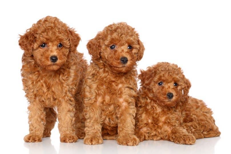 Three toy poodle puppies posing on a white background