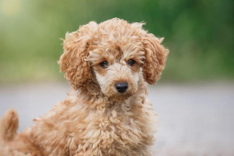 Playful red toy poodle puppy jumps, runs, plays