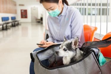 A woman wearing a mask and traveling with her Chihuahua in a bag